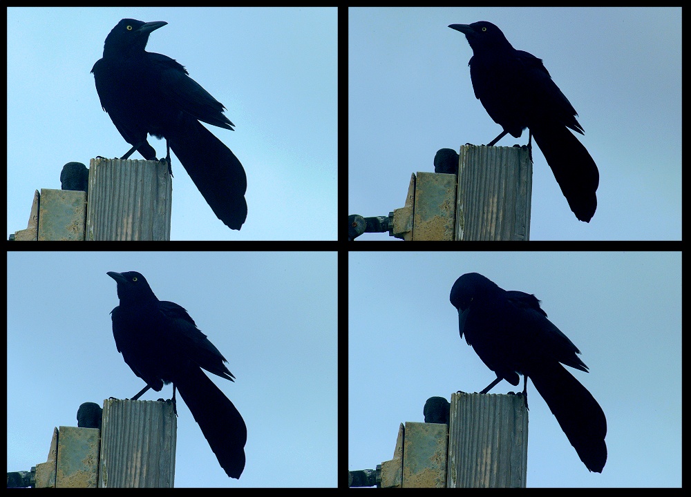 (22) crow montage.jpg   (1000x720)   215 Kb                                    Click to display next picture